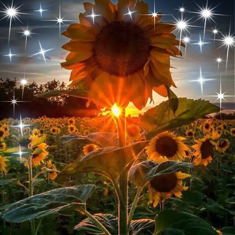 Meet your Posher, Sharon